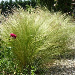 Stipa tenuissima