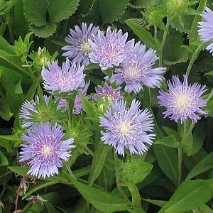 Stokesia laevis