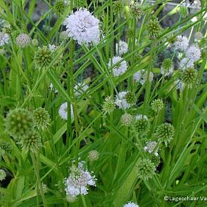 Succisella infl. 'Frosted Pearls'