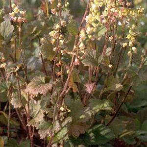 Tellima grandiflora 'Rubra'