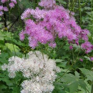 Thalictrum aquilegifolium