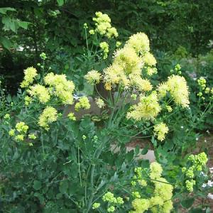 Thalictrum flavum glaucum