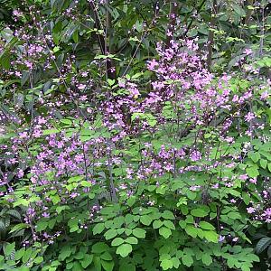 Thalictrum rochebrunianum