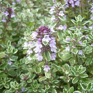 Thymus citriod. 'Silver Queen'