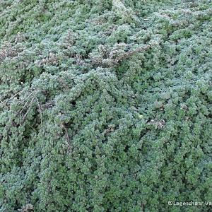 Thymus praecox 'Pseudolanuginosus'