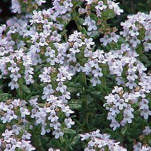 Thymus vulgaris