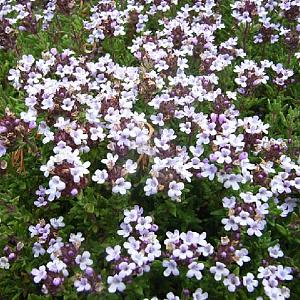 Thymus v. 'Compactus'