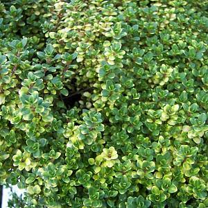 Thymus 'Doone Valley'