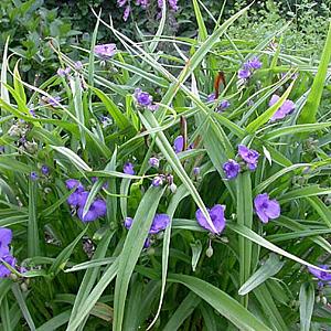 Tradescantia (A) 'Leonora'