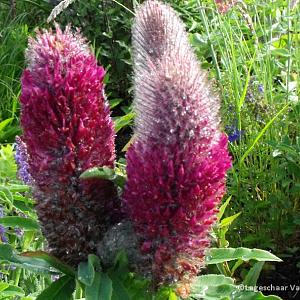 Trifolium rubens