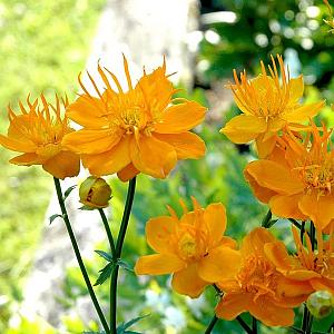 Trollius chinensis 'Golden Queen'