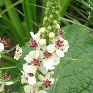 Verbascum chaixii 'Album'