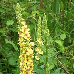 Verbascum nigrum