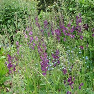 Verbascum phoenic. 'Violetta'