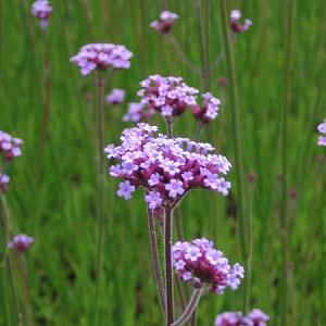 Verbena bonariensis