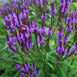 Verbena hastata