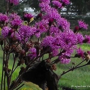 Vernonia crinita