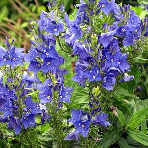 Veronica austr. 'Knallblau'