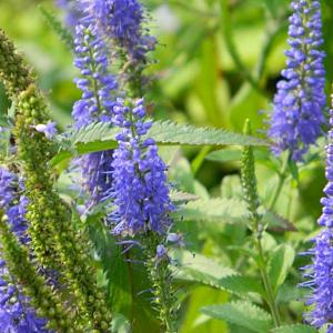 Veronica longif. 'Blauriesin'