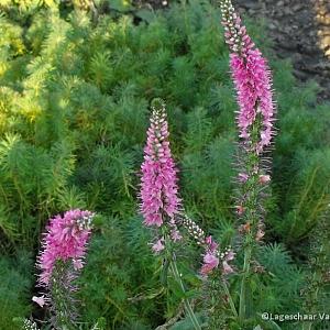 Veronica long. 'Charming Pink'