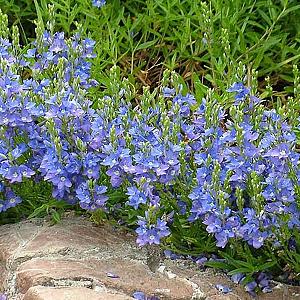 Veronica prostrata