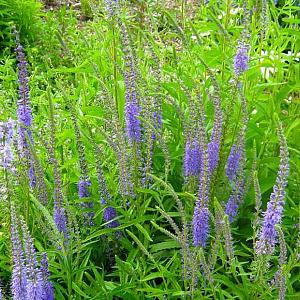 Veronica spicata