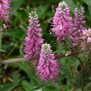 Veronica spicata 'Heidekind'