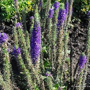 Veronica spic. 'Ulster Dwarf Blue'