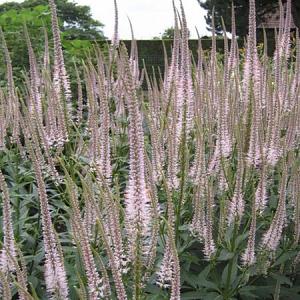 Veronicastrum virg. 'Pink Glow'