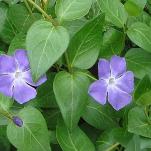 Vinca major