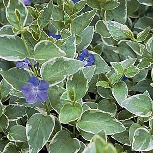 Vinca major 'Variegata'