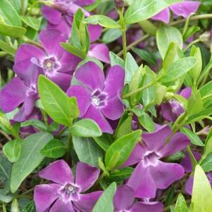 Vinca minor 'Atropurpurea'