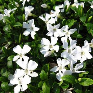 Vinca minor 'Gertrude Jekyll'