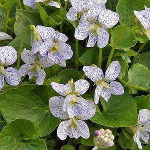 Viola sororia 'Freckles'