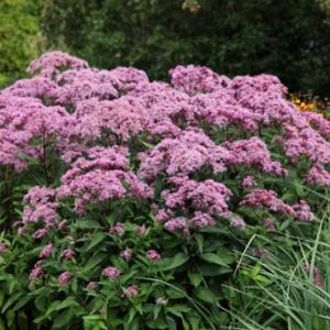 Eupatorium mac. 'Phantom'