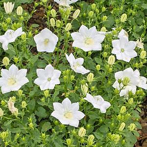 Campanula carp. 'Weisse Clips'