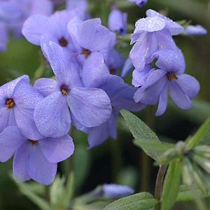 Phlox stolon. 'Blue Ridge'