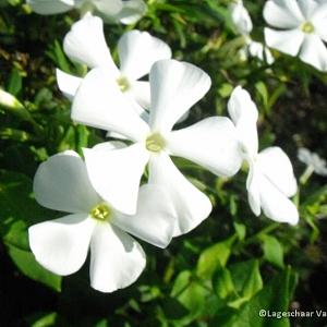 Phlox (P) 'Casablanca'