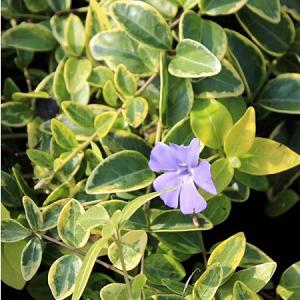 Vinca minor 'Aureovariegata'