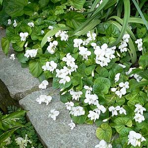 Viola odorata 'Alba'