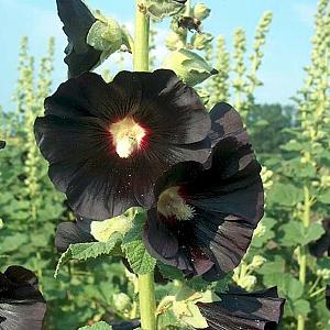 Alcea r. 'Nigra'