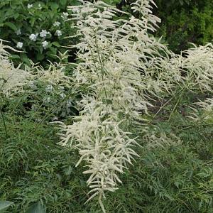 Aruncus dioicus 'Kneiffii'