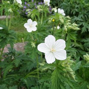 Geranium prat. 'Galactic'