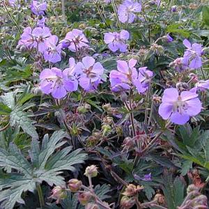 Geranium prat. 'Midnight Reiter'