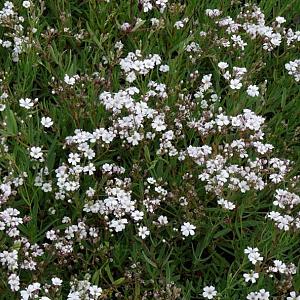 Gypsophila repens 'Alba'