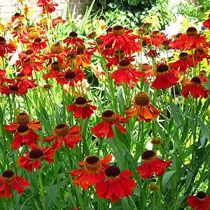 Helenium 'Kupferzwerg'