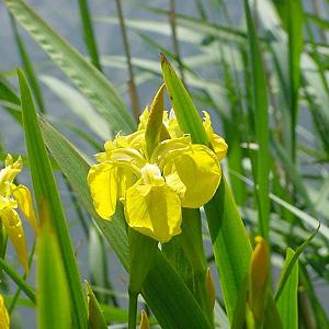 Iris pseudacorus