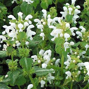 Lamium mac. 'Album'