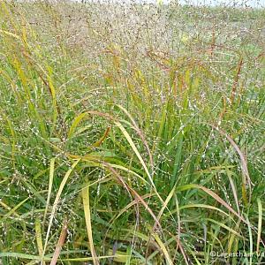 Panicum virgatum