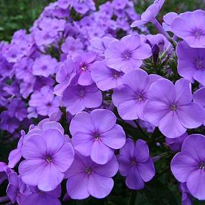 Phlox (P) 'Lilac Time'